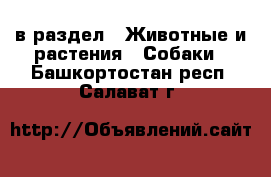  в раздел : Животные и растения » Собаки . Башкортостан респ.,Салават г.